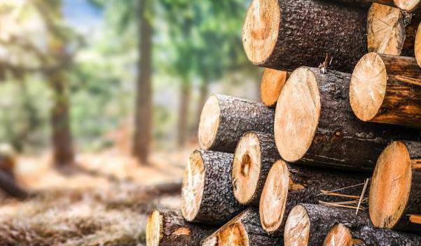 ծառահատում