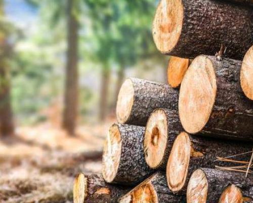 ծառահատում